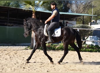 Andalusier, Wallach, 3 Jahre, 161 cm, Rappe