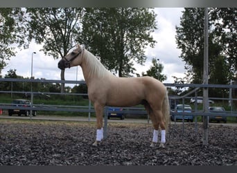 Andalusier Mix, Wallach, 3 Jahre, 162 cm, Palomino