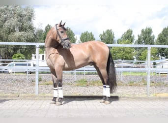 Andalusier Mix, Wallach, 3 Jahre, 162 cm, Roan-Bay