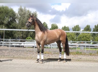 Andalusier Mix, Wallach, 3 Jahre, 162 cm, Roan-Bay
