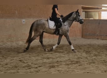 Andalusier, Wallach, 3 Jahre, 163 cm, Schimmel