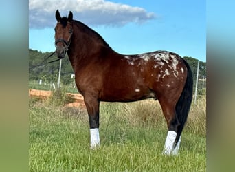 Andalusier, Wallach, 3 Jahre, 164 cm, Brauner