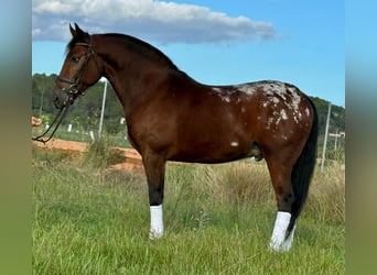 Andalusier, Wallach, 3 Jahre, 164 cm, Brauner