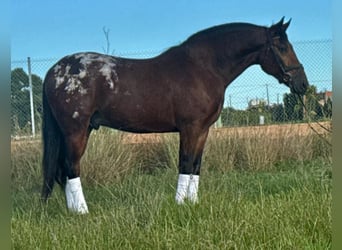 Andalusier, Wallach, 3 Jahre, 164 cm, Brauner