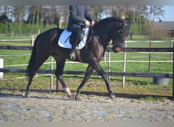 Andalusier, Wallach, 3 Jahre, 164 cm, Dunkelbrauner