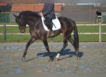 Andalusier, Wallach, 3 Jahre, 164 cm, Dunkelbrauner