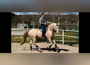 Andalusier, Wallach, 3 Jahre, 165 cm, Perlino