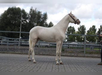 Andalusier Mix, Wallach, 3 Jahre, 167 cm, Cremello