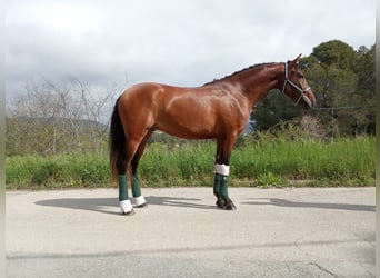 Andalusier, Wallach, 3 Jahre, 168 cm, Rotbrauner