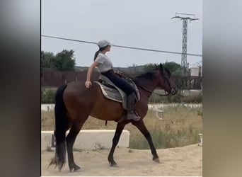 Andalusier, Wallach, 3 Jahre, 170 cm, Rotbrauner