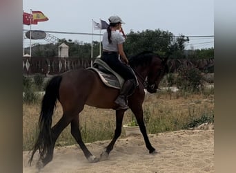 Andalusier, Wallach, 3 Jahre, 170 cm, Rotbrauner
