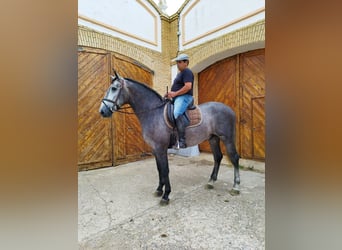 Andalusier, Wallach, 3 Jahre, 171 cm, Schimmel