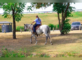 Andalusier, Wallach, 3 Jahre, Schimmel