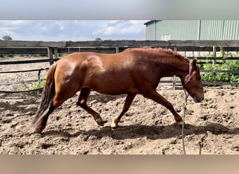 Andalusier, Wallach, 4 Jahre, 147 cm, Fuchs