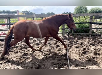 Andalusier, Wallach, 4 Jahre, 147 cm, Fuchs