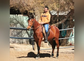 Andalusier, Wallach, 4 Jahre, 150 cm, Brauner