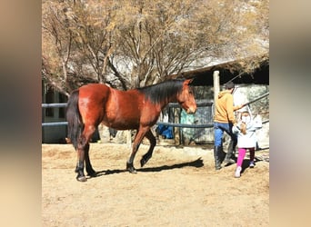 Andalusier, Wallach, 4 Jahre, 150 cm, Brauner