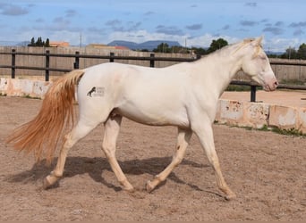 Andalusier, Wallach, 4 Jahre, 150 cm, Cremello