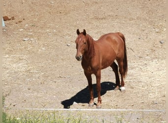 Andalusier, Wallach, 4 Jahre, 150 cm, Fuchs