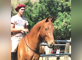 Andalusier, Wallach, 4 Jahre, 150 cm, Fuchs