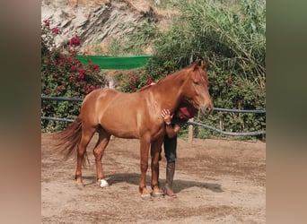 Andalusier, Wallach, 4 Jahre, 150 cm, Fuchs