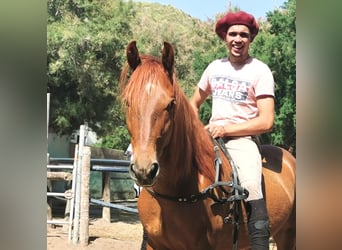 Andalusier, Wallach, 4 Jahre, 150 cm, Fuchs