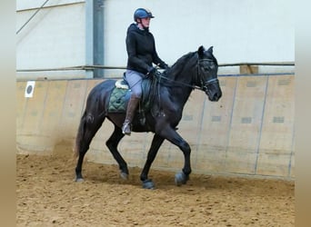 Andalusier, Wallach, 4 Jahre, 150 cm, Rappschimmel