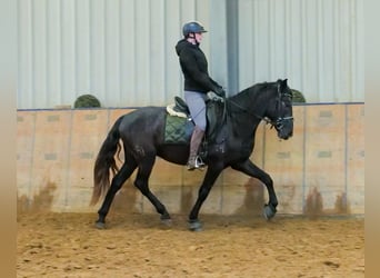 Andalusier, Wallach, 4 Jahre, 150 cm, Rappschimmel