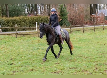 Andalusier, Wallach, 4 Jahre, 150 cm, Rappschimmel