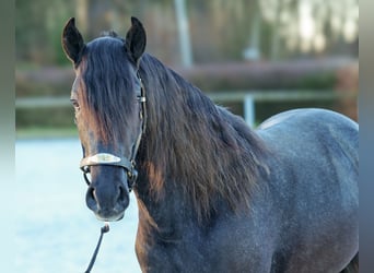 Andalusier, Wallach, 4 Jahre, 150 cm, Rappschimmel