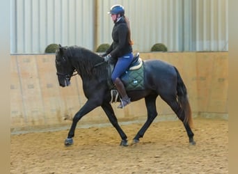 Andalusier, Wallach, 4 Jahre, 150 cm, Rappschimmel