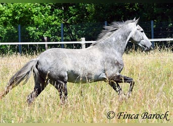 Andalusier, Wallach, 4 Jahre, 150 cm, Schimmel