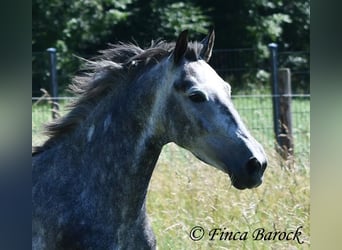 Andalusier, Wallach, 4 Jahre, 150 cm, Schimmel