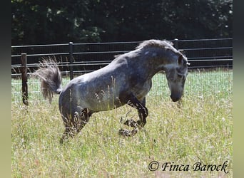 Andalusier, Wallach, 4 Jahre, 150 cm, Schimmel