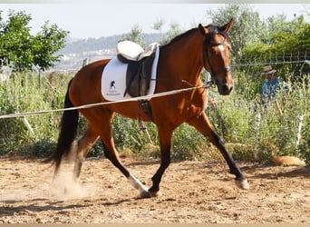 Andalusier, Wallach, 4 Jahre, 151 cm, Brauner