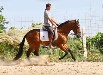 Andalusier, Wallach, 4 Jahre, 151 cm, Brauner