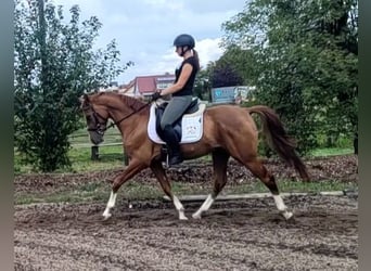 Andalusier Mix, Wallach, 4 Jahre, 151 cm, Fuchs
