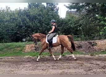 Andalusier Mix, Wallach, 4 Jahre, 151 cm, Fuchs