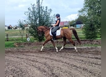 Andalusier Mix, Wallach, 4 Jahre, 151 cm, Fuchs
