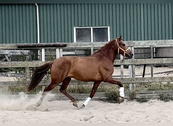 Andalusier, Wallach, 4 Jahre, 152 cm, Fuchs