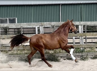 Andalusier, Wallach, 4 Jahre, 152 cm, Fuchs