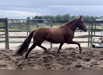 Andalusier, Wallach, 4 Jahre, 152 cm, Fuchs