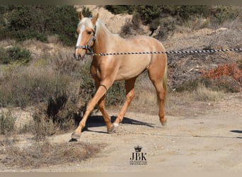 Andalusier, Wallach, 4 Jahre, 152 cm, Palomino