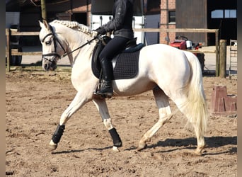 Andalusier Mix, Wallach, 4 Jahre, 152 cm, Perlino