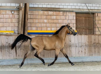 Andalusier, Wallach, 4 Jahre, 153 cm, Falbe
