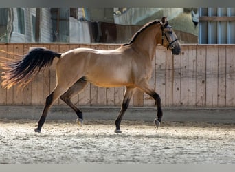 Andalusier, Wallach, 4 Jahre, 153 cm, Falbe