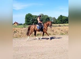 Andalusier Mix, Wallach, 4 Jahre, 153 cm, Fuchs