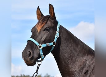 Andalusier, Wallach, 4 Jahre, 153 cm, Rappe