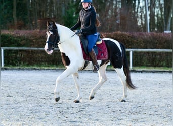 Andalusier, Wallach, 4 Jahre, 153 cm, Schecke