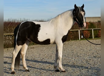 Andalusier, Wallach, 4 Jahre, 153 cm, Schecke